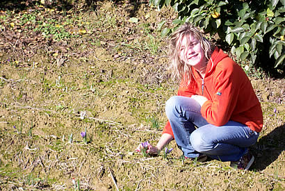 Harvesting saffron in San Gimignano