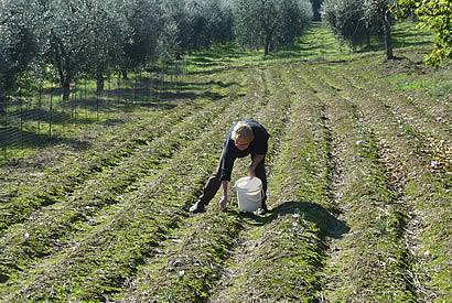 Saffron production Tuscany