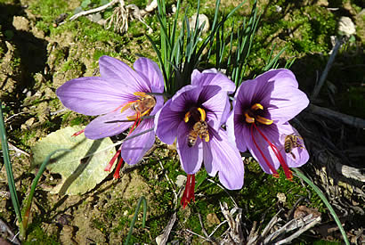 San Gimignano saffron