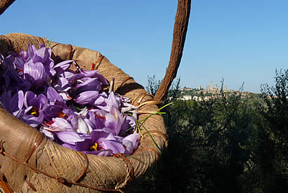 Farmhouse with saffron production in San Gimignano