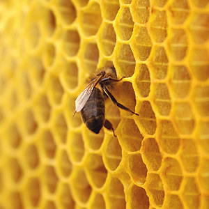 Tuscan honey