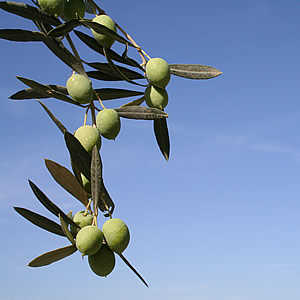 Tuscan olive oil
