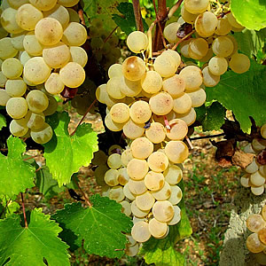 Vernaccia di San Gimignano